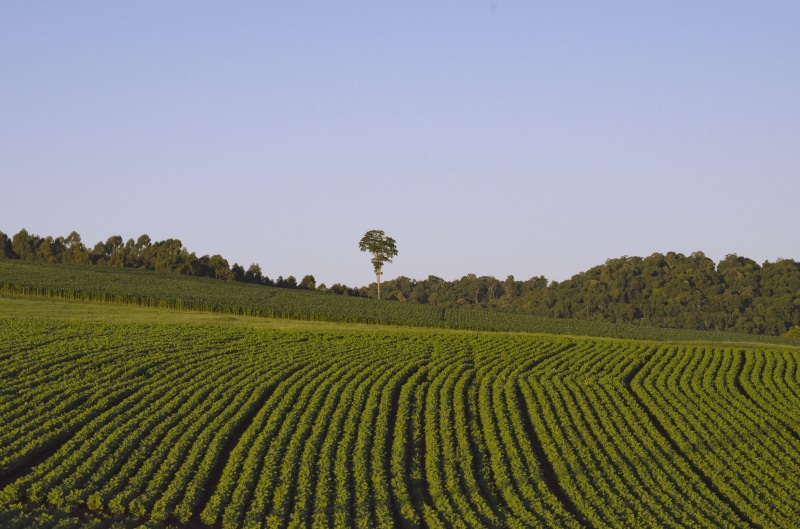 agribusiness, tree, field, landscape, springtime, farm, agriculture, no people, environment, 4K, soybean, outdoors, green color, plantation, rural scene