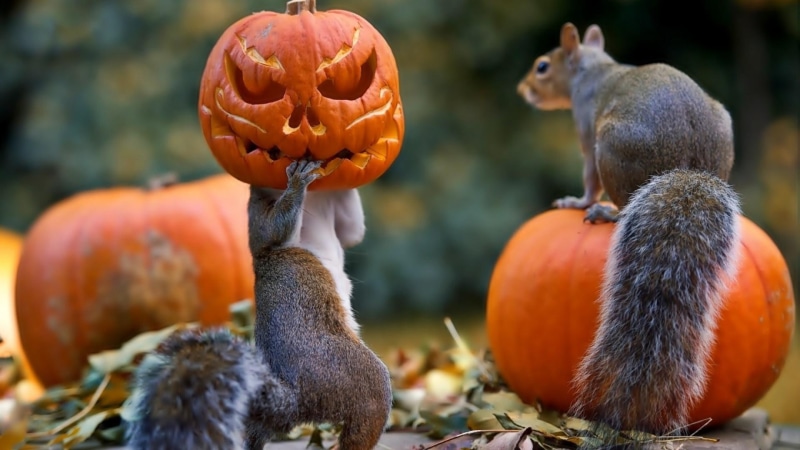 celebration, funny, pumpkin, cute, squirrels, 1080P, mask, halloween