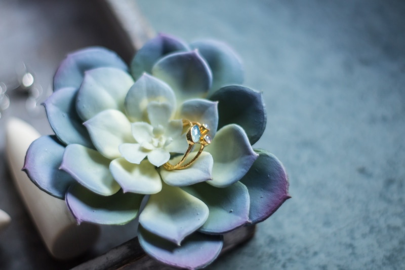 no people, inflorescence, precious gem, pollen, Natural Stone, 5K, sea life, freshness, top, single Flower, animal wildlife, Ring, botany, nature, fragility