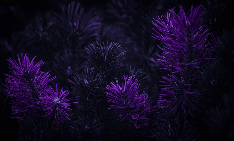 1080P, dark, flowers, matte paint, purple background, Photoshop