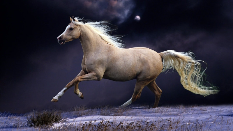 mane, hairstyle, 1080P, no people, beauty In Nature, one animal, mare, full length, animal, night, blond hair, horse, pets, stallion, farm, domestic Animals