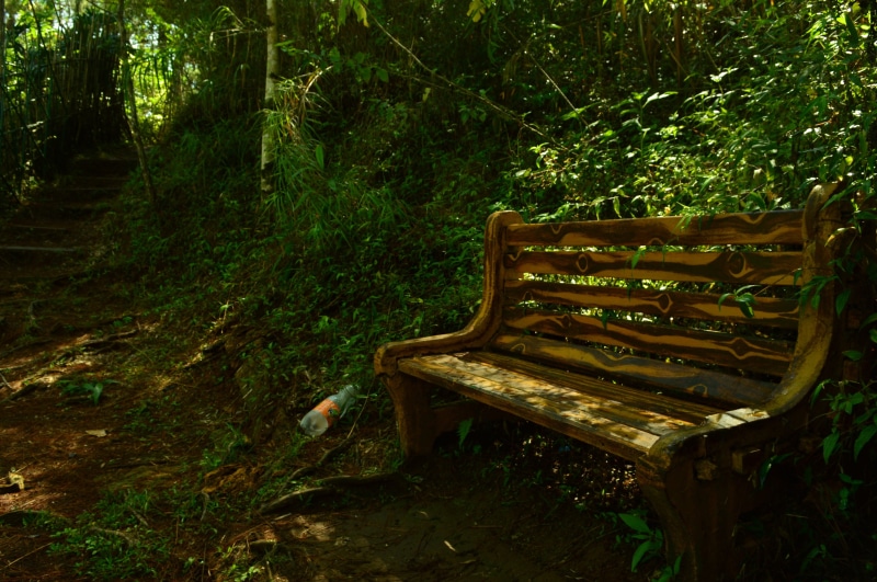 plant, tree, day, trail, land, empty, 4K, nature, abandoned, growth, tranquility, park bench, woodland, absence, forest, wood, green color, seat, wood - material