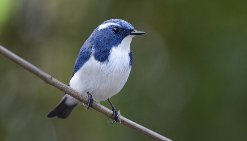 birds, Ultramarine flycatcher, blue, animals, 2K