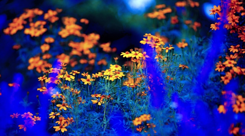 lichen, Ultramarine, depth, petaled, flower, Photography, beauty in nature, depthoffield, wildlife, California, Arcadia, plant, outdoors, Flowers, 4K