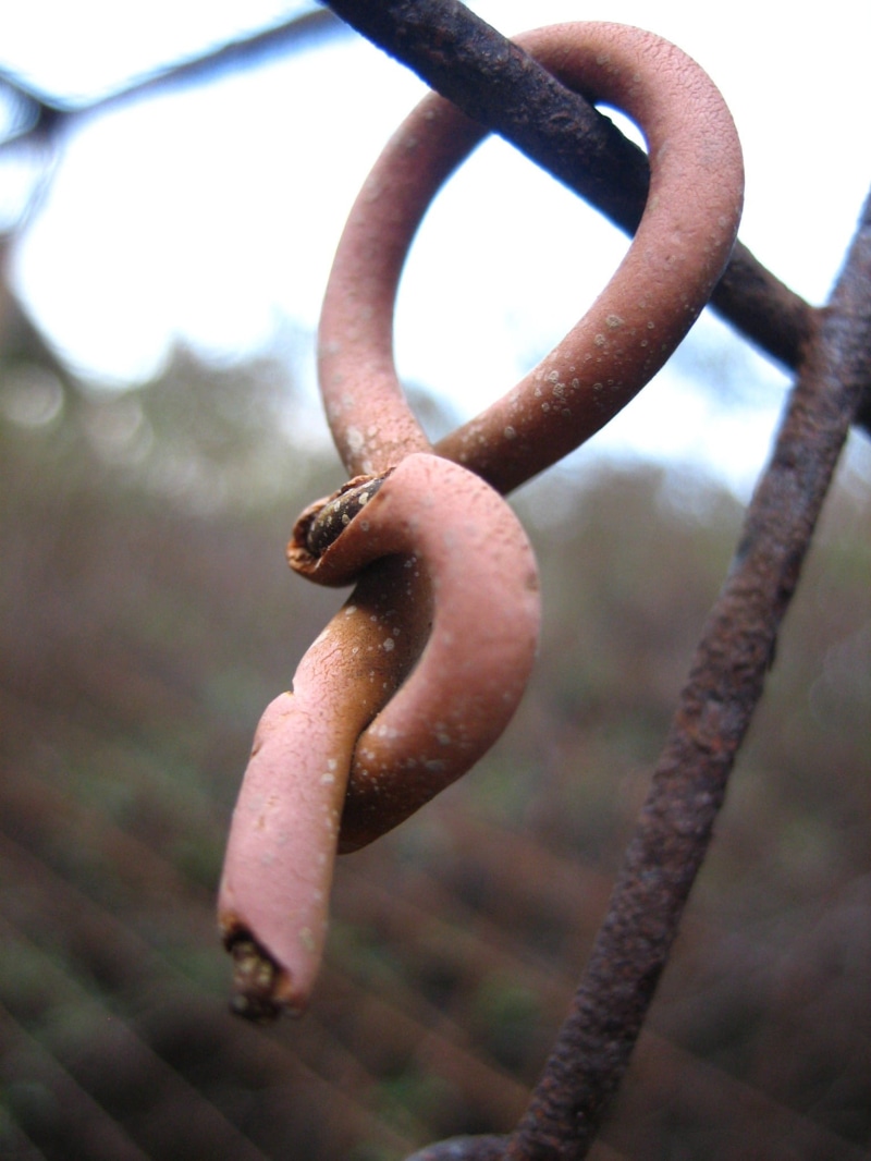 rusted, invertebrate, gastropod, rust, 1080P, no people, day, rusty, mollusk, wire, outdoors, one animal, animal, spiral, fence, focus on foreground, vertebrate
