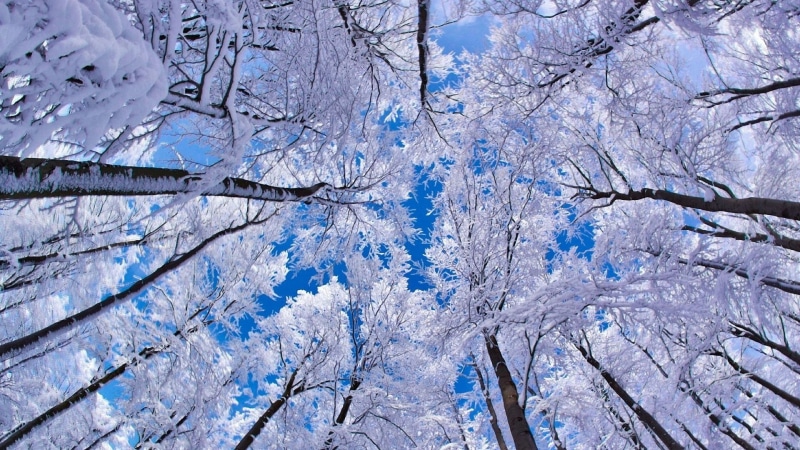 branch, day, beauty in nature, no people, low angle view, tranquility, blue, full frame, outdoors, snow, ice, forest, tree, bare tree, frozen, 1080P, cold temperature
