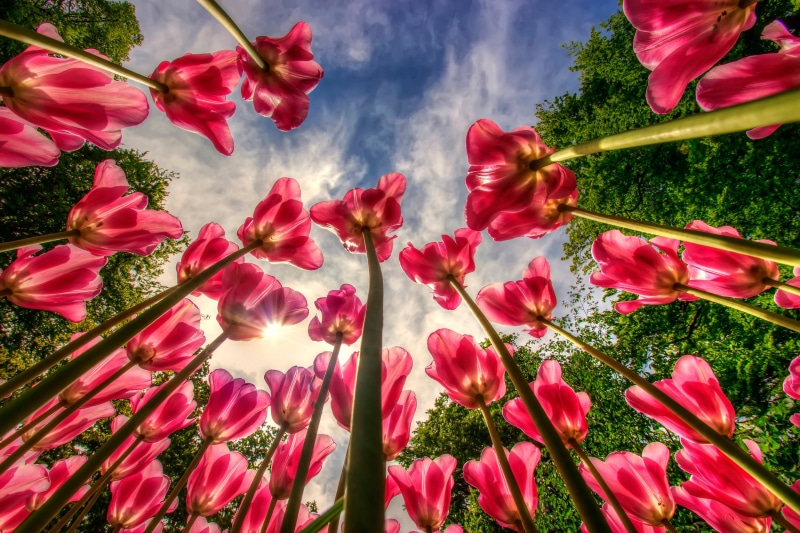 1080P, sky, nature, fragility, petal, pink color, low angle view, tulips, cloud - sky, flower, tree, flowers, beauty in nature, growth, red, day, inflorescence