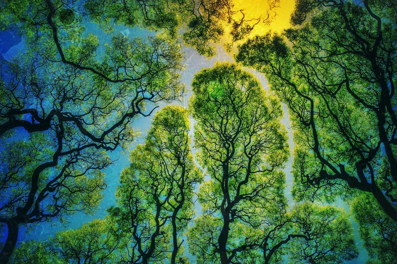low angle view, painting, no people, non-urban scene, land, nature, trees, green color, plant, idyllic, green, forest, brown, tree canopy, day, 1080P