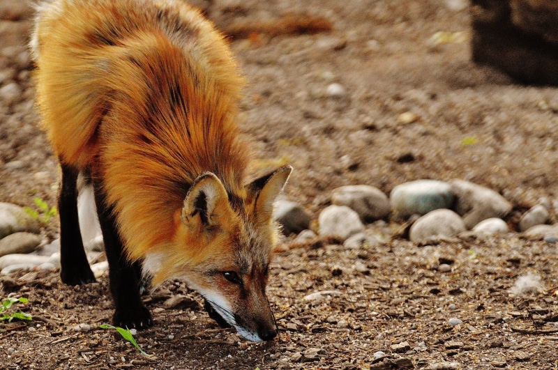 ground, nature, sunlight, domestic animals, 1080P, wild animal, focus on foreground, fur, animal themes, one animal, vertebrate, outdoors, predator, forest
