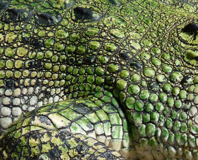 1080P, animal head, food and drink, lizard, no people, pattern, hunter, natural pattern, wild animal, lederartig, nature, close-up, day, creature, Scale