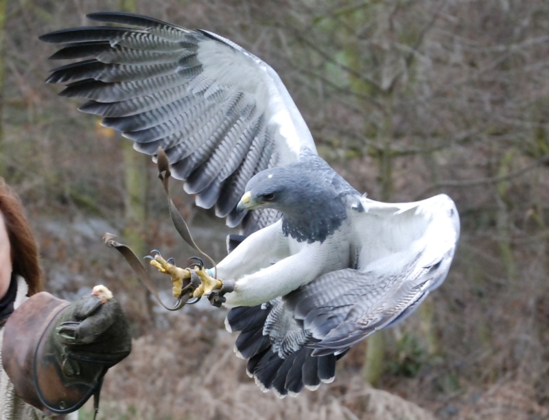 human hand, wildlife, mammal, gray, feeding, focus on foreground, feather, animals in the wild, creature, finger, predator, real people, wings, white hawk