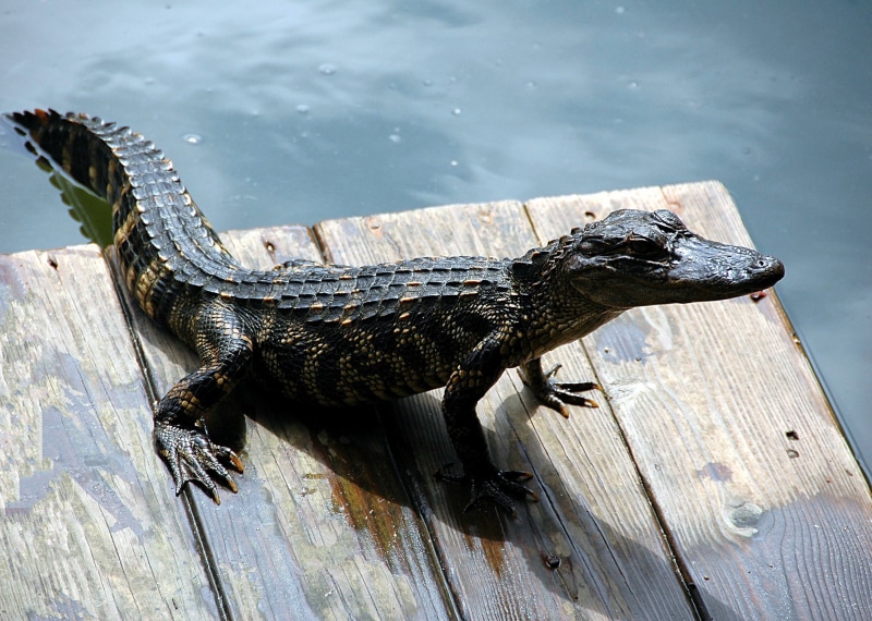 animal wildlife, dock, near, nature, no people, mouth, jungle, aquatic, predator, animal themes, outdoors, body, crocodile, amphibian, swamp, lake, high angle view