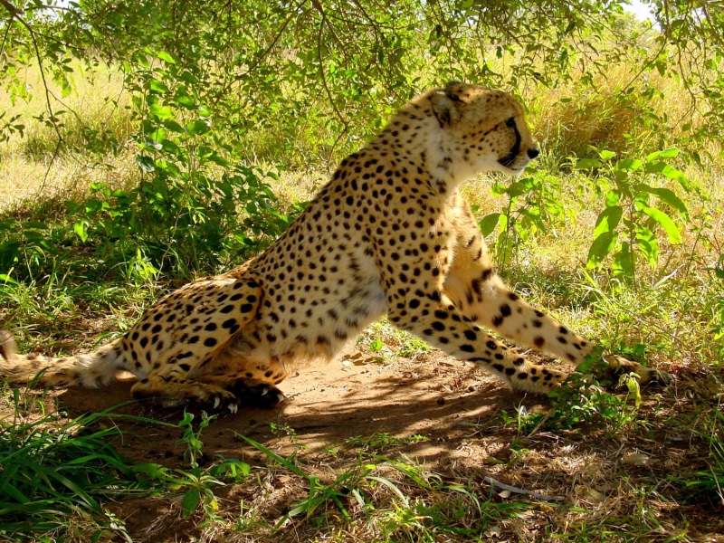 plain, speed, sitting, carnivores, africa, tanzania, land, safari, wild, wildcat, animals And Pets, head drawing, mammal, day, carnivore, feline, zoo, fur