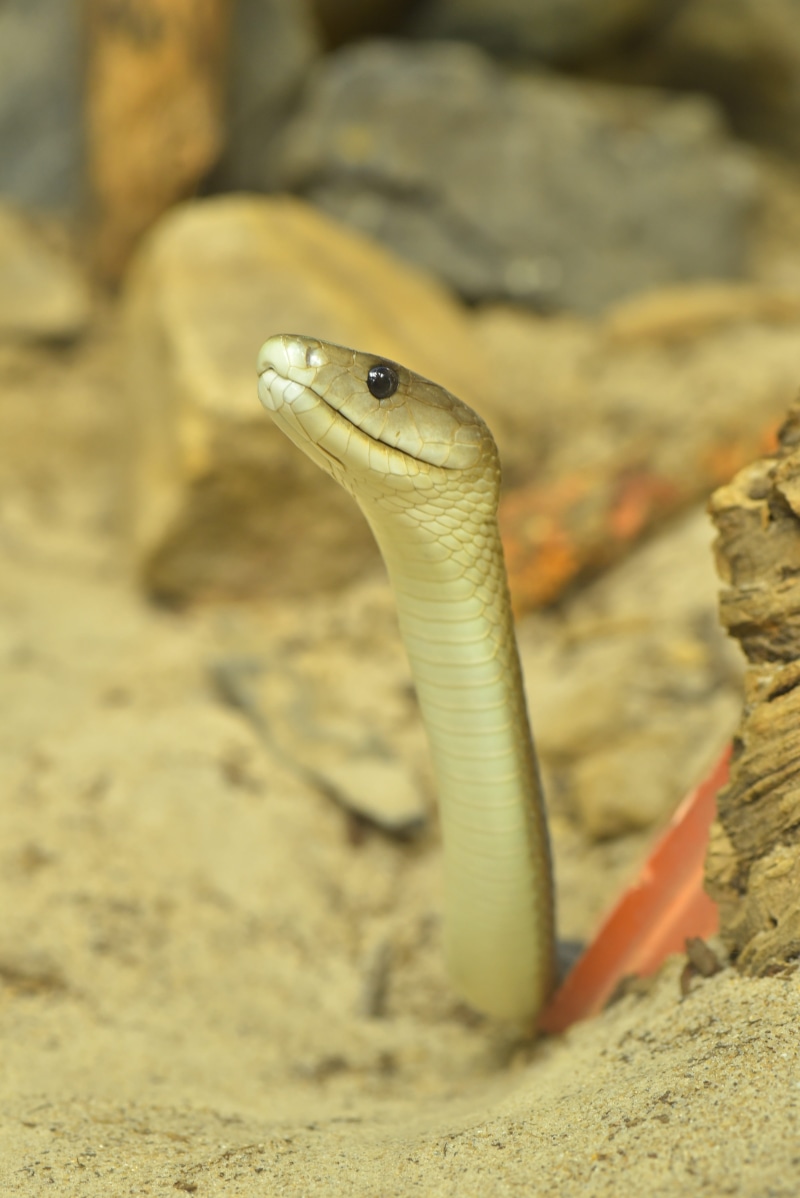 carnivores, no people, dangerous, selective focus, reptile, creature, day, Dendroaspis Polylepis, close-up, animal wildlife, rock - object, real poison snakes