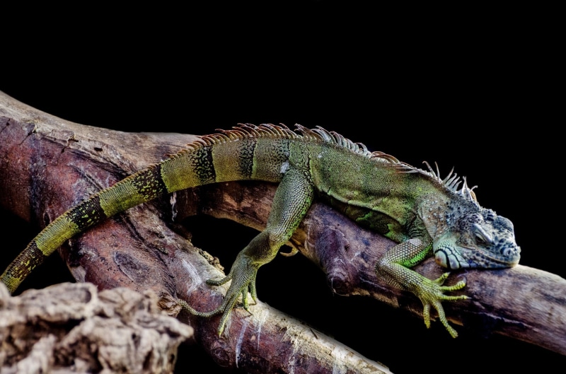 wood - material, branch, creature, wild, dragon, wildlife, scale, green, animal body part, species, close-up, single, posing, fauna, tree, environment