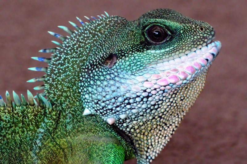white, bright, no people, macro, chameleon, lizard, animal scale, wild, green, tropical, reptile, colorful, pets, animals in the wild, crest, animal, exotic