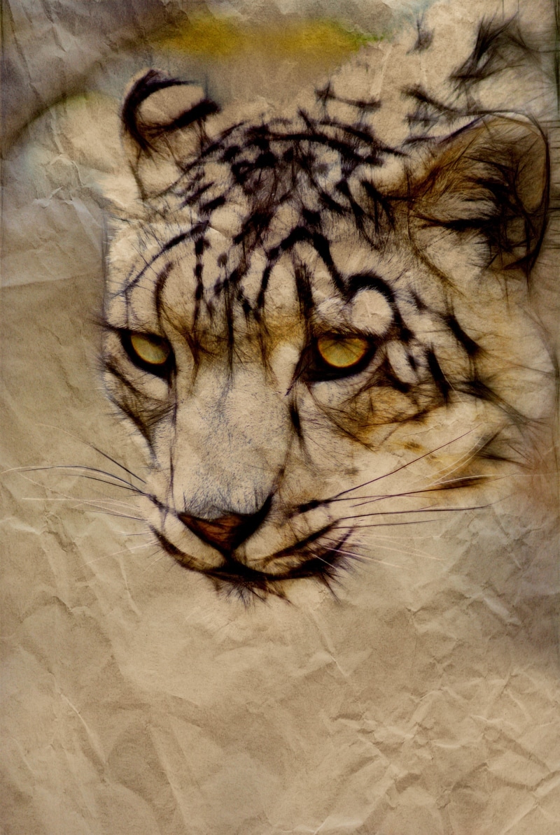 majestic, carnivore, no people, leopard, wild, dangerous, animals In The Wild, endangered species, undomesticated Cat, mammal, feline, big Cat, animal wildlife