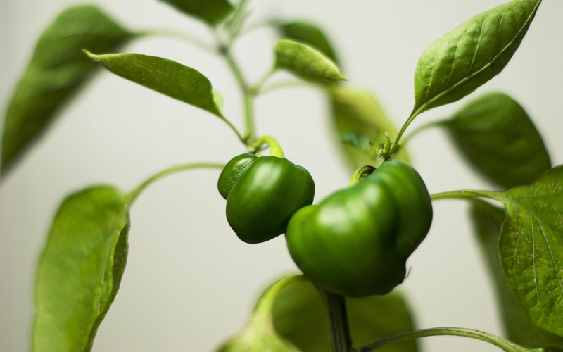 leaves, green, 2K, plant, paprika, pepper, grow
