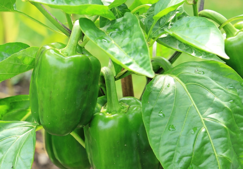 outdoors, bell, beauty in nature, spice, edible, pepper crop, no people, food and drink, paprika, green peppers, 4K, organic, delicious, eat, nachtschattengewächs