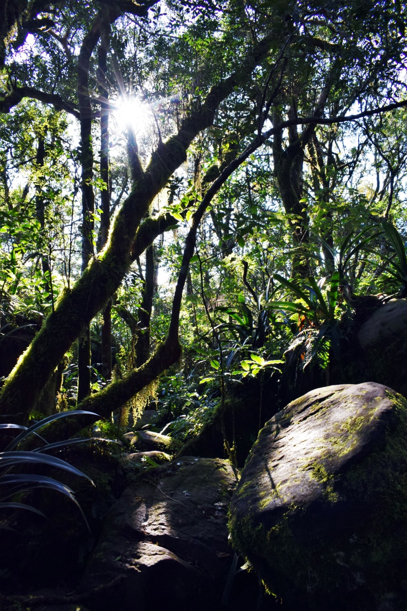 green, nature, land, south africa, waldo, beauty in nature, sunbeam, scenics - nature, plant, trunk, 5K, rainforest, overgrown, sabie, bright, plantas
