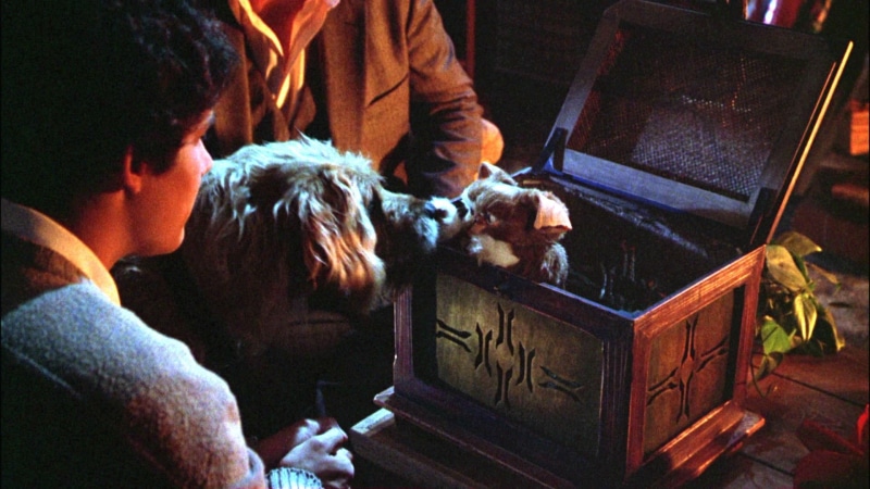 comedy, gremlins, creature, monster, horror, alien, 1080P