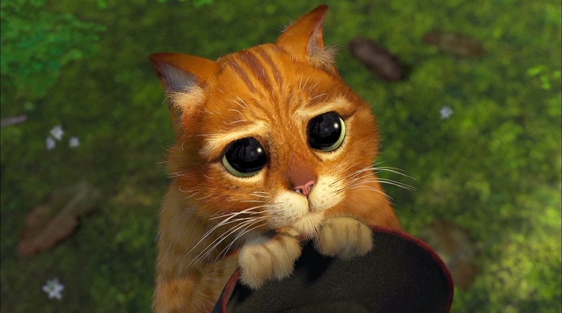 green Color, orange Color, cute, paw, animal Eye, nature, outdoors, no people, shrek, 1080P, whisker, animal body part, character, tabby, domestic Animals