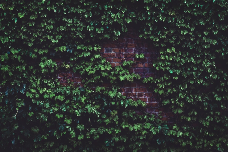 building, green, pattern, building Exterior, backgrounds, plant, facade, beauty in nature, tree, plant part, leaf, architecture, growth, ivy, green Color
