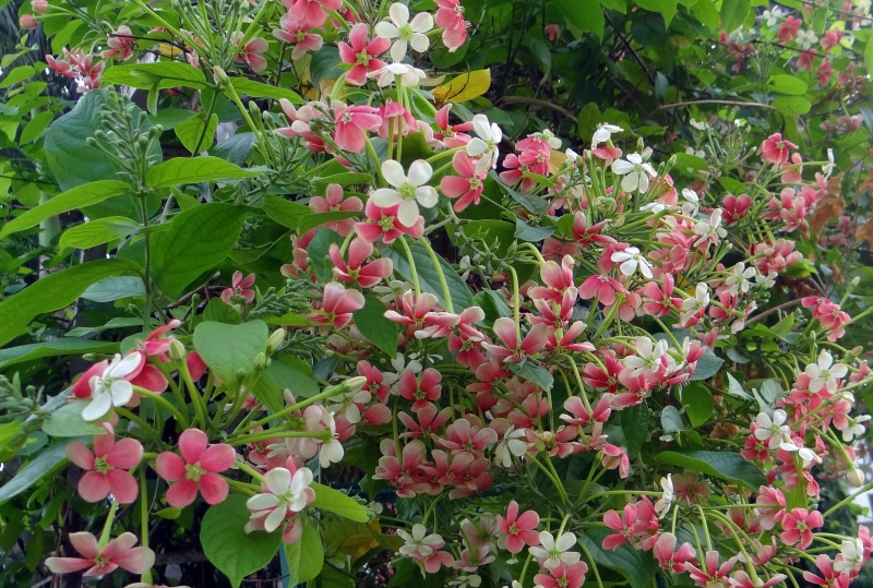 flower, quisqualis indica, nature, flowering plant, leaf, springtime, no people, blossom, flower Head, fragility, rangoon, quisqualis sinensis, quisqualis grandiflora