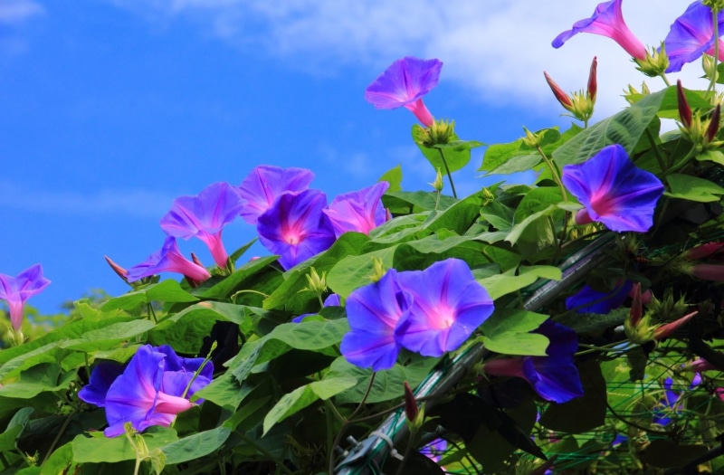 creepers, sky, formal Garden, beauty In Nature, flowerbed, plant, morning, outdoors, growth, morning glory, close-up, flower, flower Head, green Color
