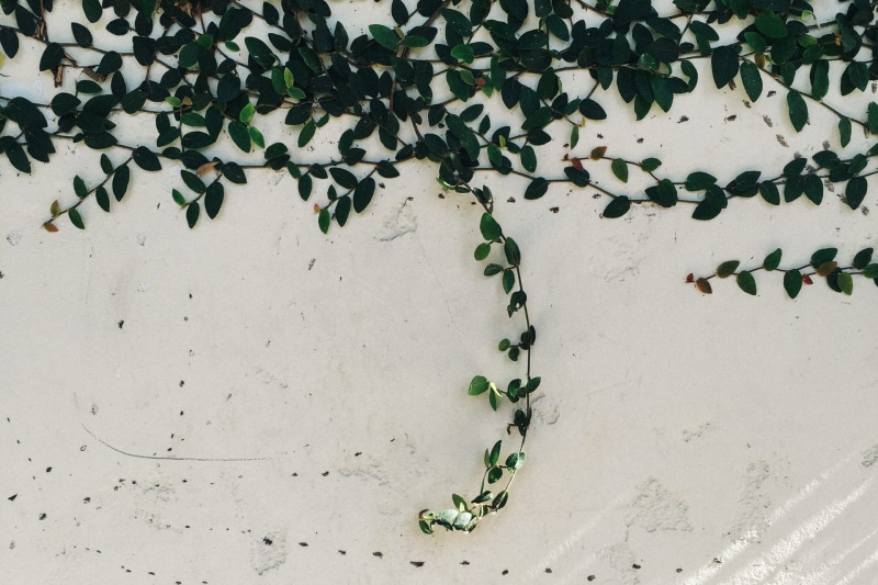 leaves, green leaves, white wall, animal themes, growth, nature, green color, plant part, climbing, indoors, day, plant, concrete, black, walls, green