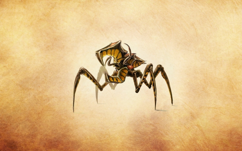 spider, arthropod, animal themes, animals in the wild, arachnid, beetle, one animal, animal leg, animal wildlife, yellow, insect, starship troopers, no people