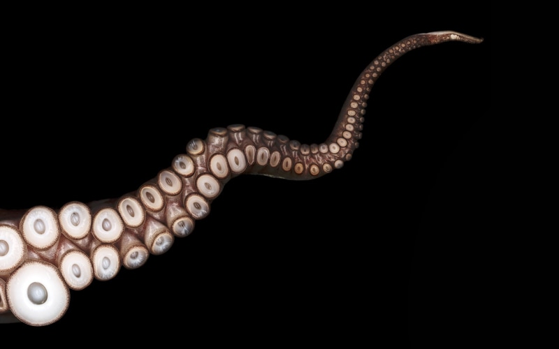 animals, tentacle, octopus, hd, 1080P