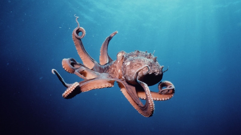 animals, swimming, tentacle, sea life, turquoise colored, animal, octopus, marine, no people, animals in the wild, sea, blue, photo, underwater, outdoors