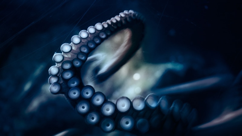 octopus, hd, tentacle, animals, dark, 2K