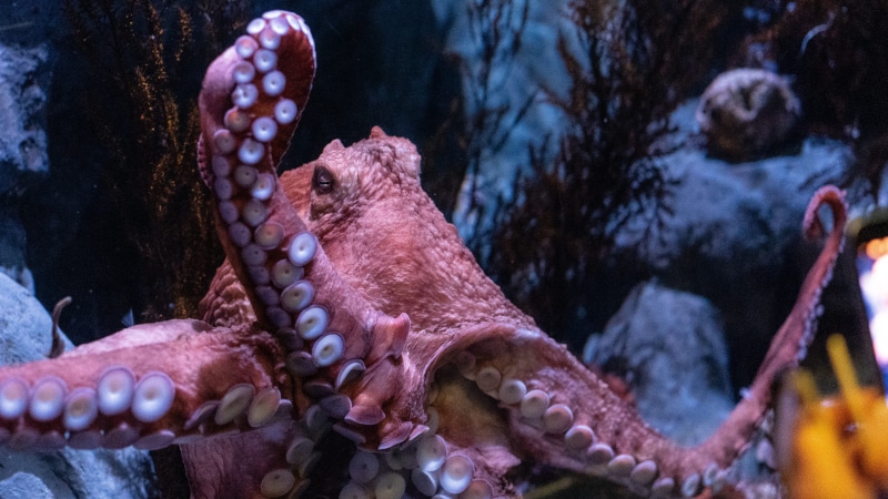 underwater, animal wildlife, undersea, reptile, sea anemone, tank, lizard, pebble, food, fish, starfish, scorpion, aquarium, sea, sea life, halibut, flounder