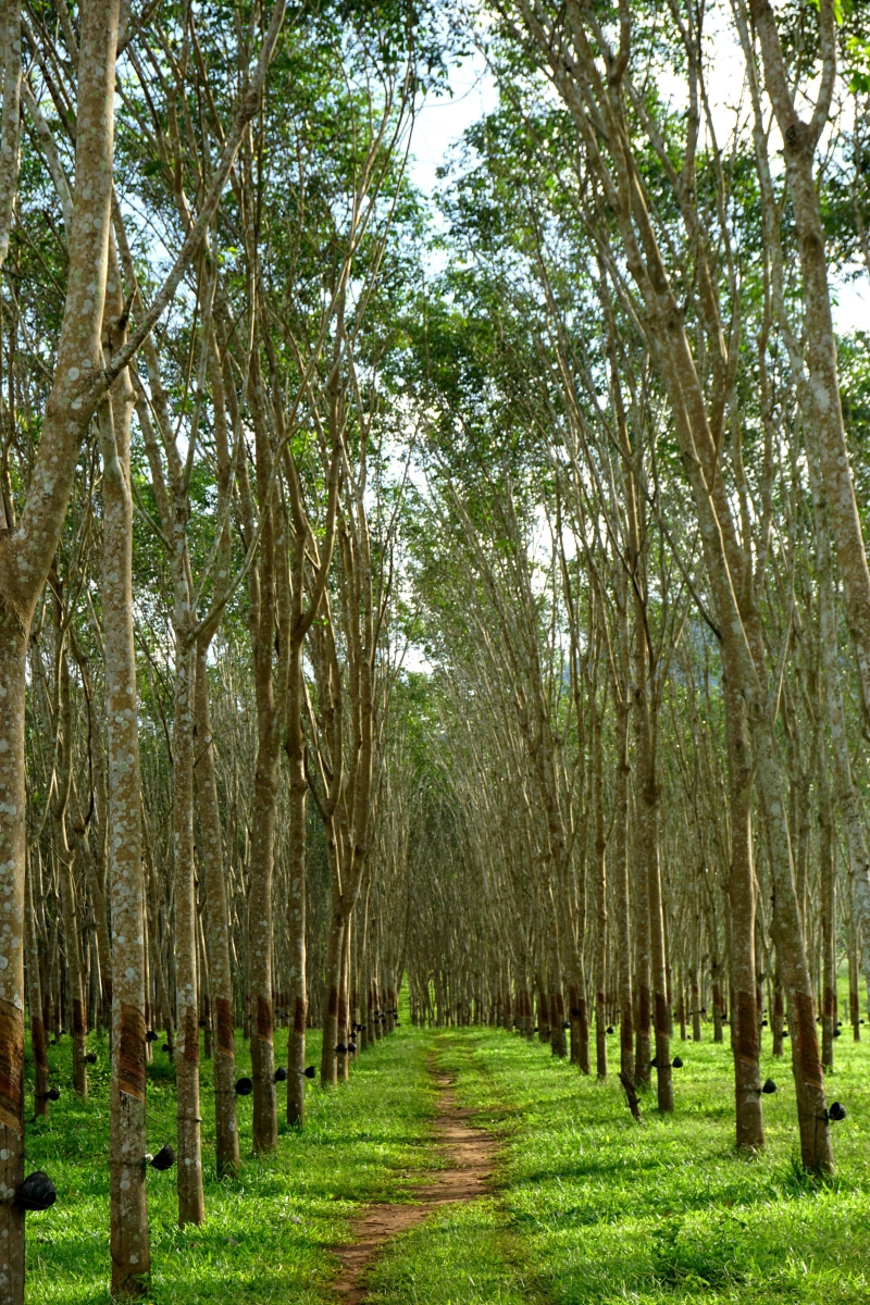 treelined, growth, environment, plantation, in a row, tree trunk, day, no people, woodland, bamboo - plant, thailand, green color, kanchanaburi, rubber tree