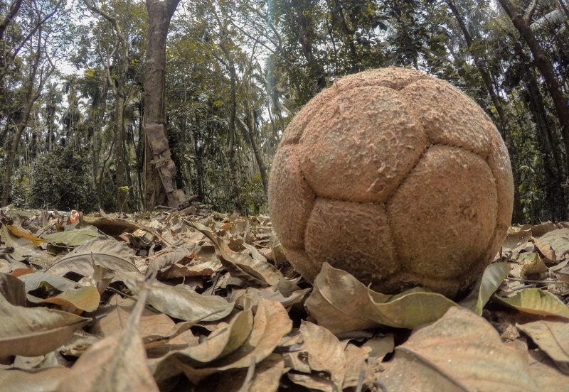 leaf, no people, rock, land, tranquility, india, leafs, representation, plant part, tree, day, forest, hevea, rubber, stack, stone, rock - object