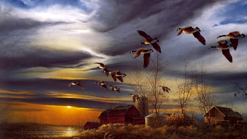 flying, built structure, animal themes, nature, lakeside, wild duck, water, vertebrate, beauty in nature, no people, land, flock of birds, scenics - nature