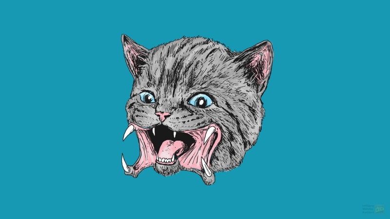 animal body part, animal wildlife, whisker, studio shot, illustration, kittens, digital composite, feline, cat, domestic, pets, indoors, one animal, 1080P