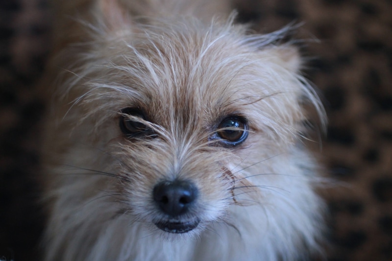 animal themes, cute, puppy, Terrier, domestic Animals, mammal, Toto, small, animal hair, one Animal, animal nose, animal body part, whisker, hair, canine