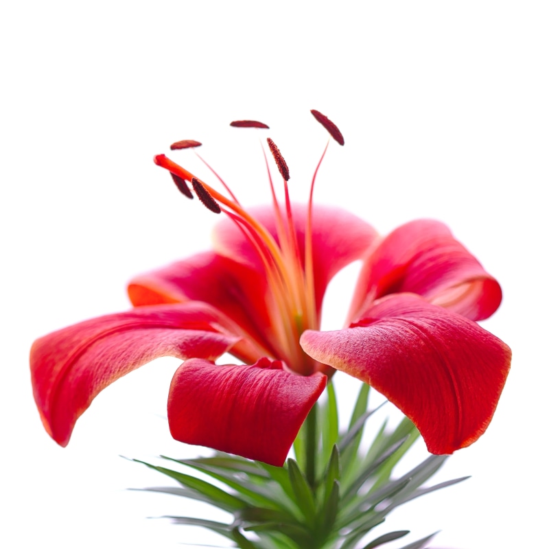 2K, flora, high key, Lilium, flower Head, nature, lily, white, red, flower, leaves, plant, petal, green, Red Dwarf, plants, spring, green leaves, closeup