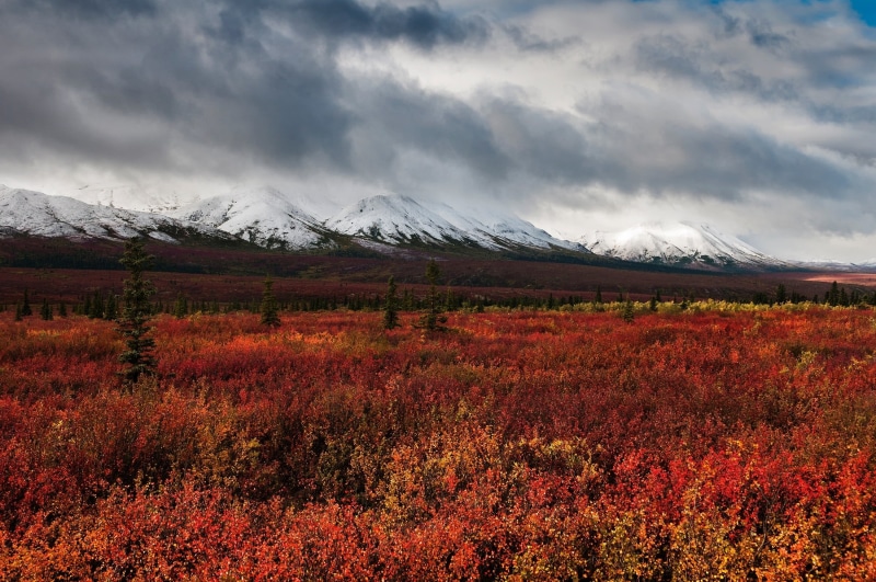 dwarf birch, alaska, land, red, flowers, mountain peak, bushes, beauty in nature, 1080P, bed, denali, nature, landscape, rugged, day, snowcapped mountain