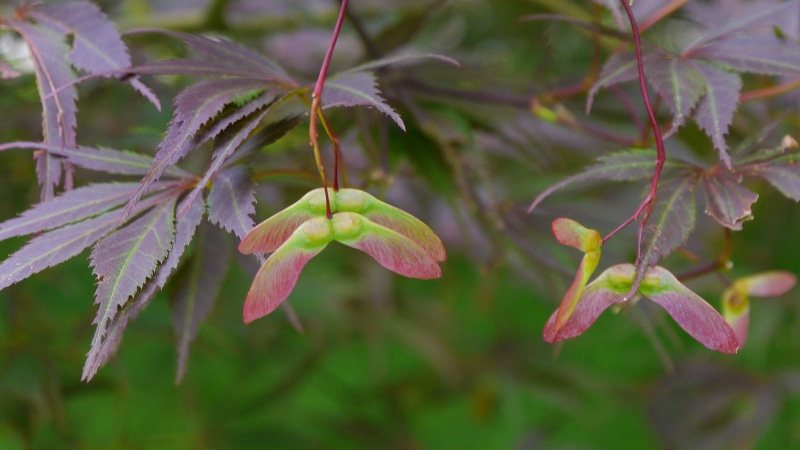 maple, flower, japanese maple tree, maple tree, leaves, plant part, day, flowering plant, japanese maple image, focus on foreground, nature, green color