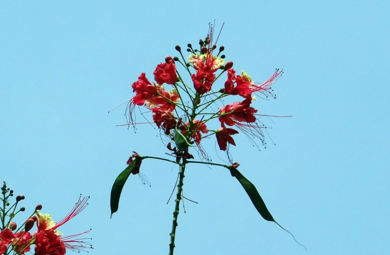 sky, growth, freshness, radhachura, vulnerability, copy space, no people, peacock flower, flower, flower head, shrub, dwarf poinciana, red, india, outdoors