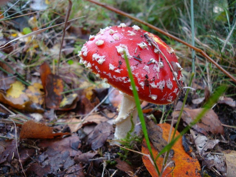 food and drink, agaric, mushrooms, red dots, vulnerability, no people, fly agaric, day, straw, forest, poisonous, close-up, food, gif, autumn, dot, land