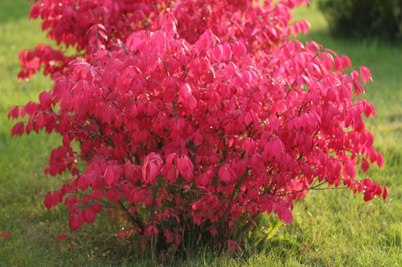 fall, shrub, springtime, growth, bunch of flowers, focus on foreground, charcoal winged dwarf, field, fragility, grass, red, freshness, plant, red shrub
