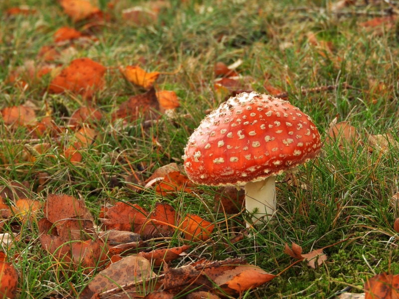 red, green color, poisonous, nature, heksenzalf, food and drink, tracks, white dots, focus on foreground, woodgnome, 2K, season, growth, autumn, forest