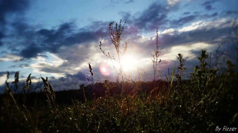 growth, plant, sky, stalk, no people, cloud - sky, nature, land, lens flare, environment, field, tranquility, sunset, galaxy, outdoors, sunlight, green