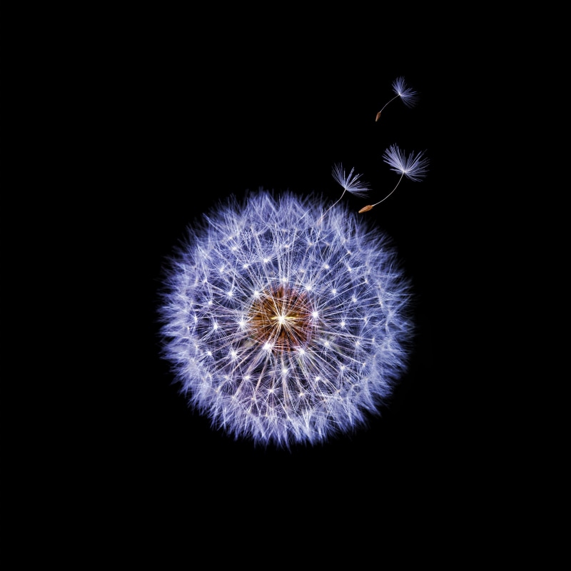 Samsung Galaxy S9, 2K, Stock, HD, Dandelion flower, illustration, Dark, dandelion