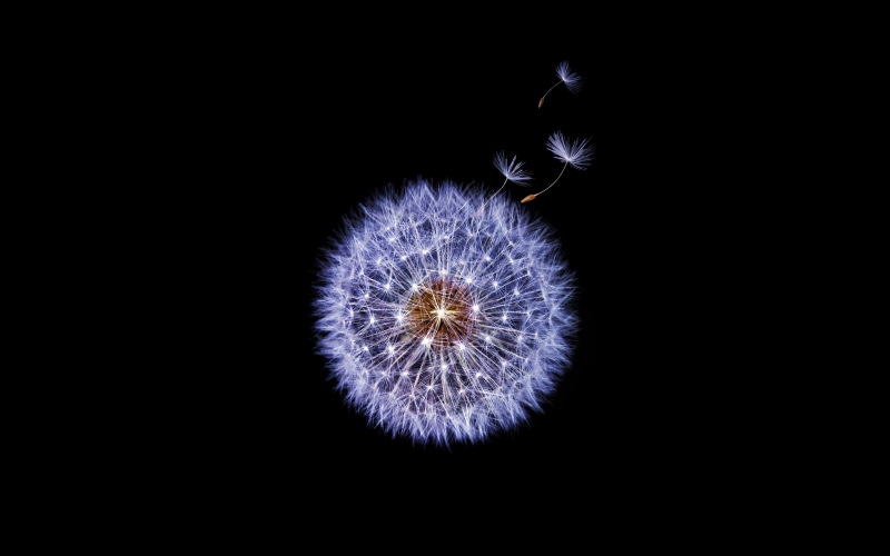 dandelion, samsung, 4K, stock, flower, galaxy, s